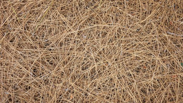 Pine Needles Spreading